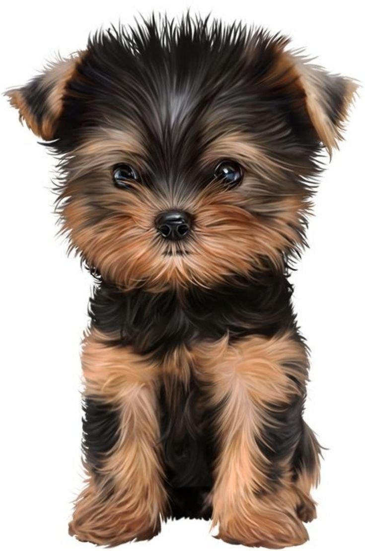 Китайская хохлатая и Йоркширский терьер