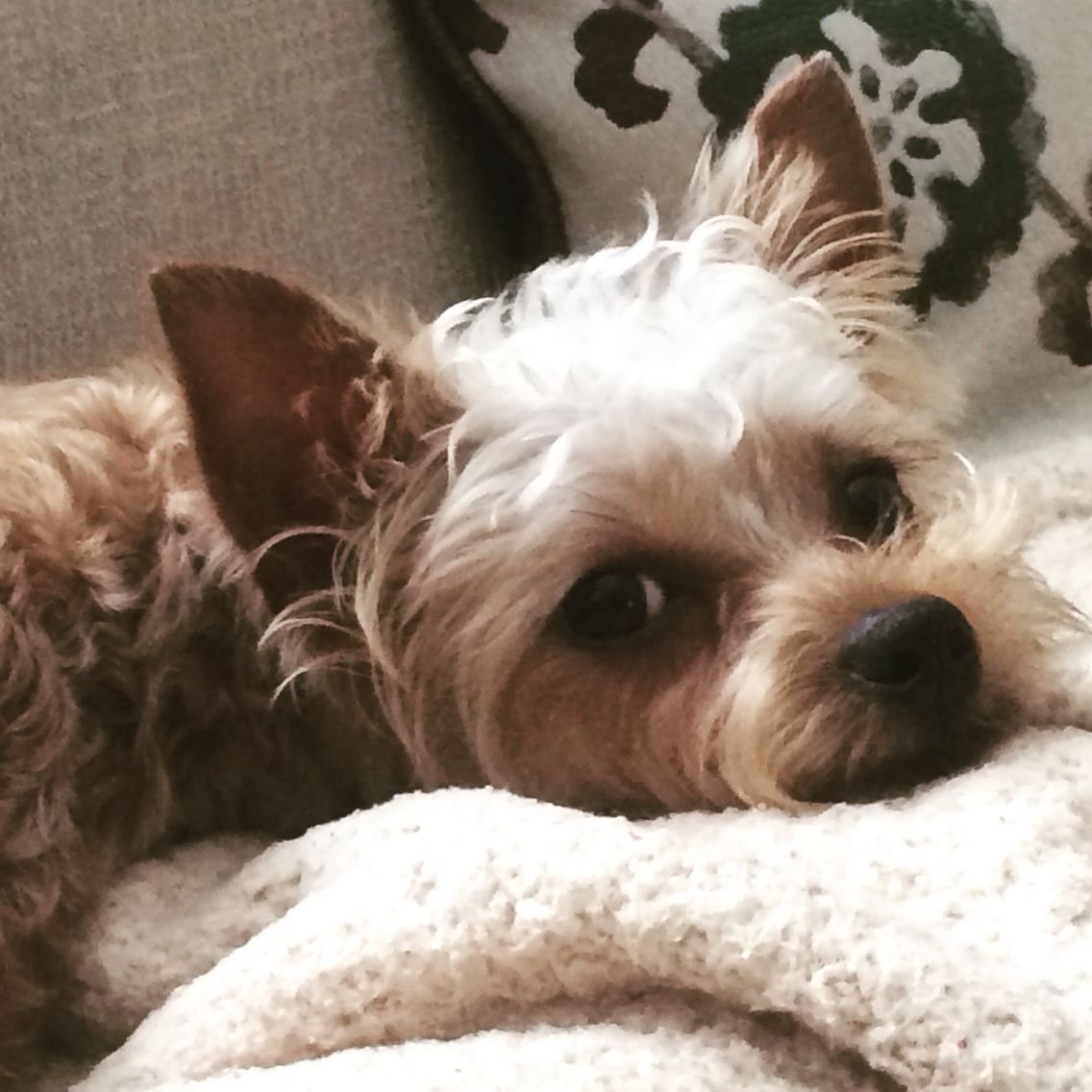 Персиковый Йоркширский терьер