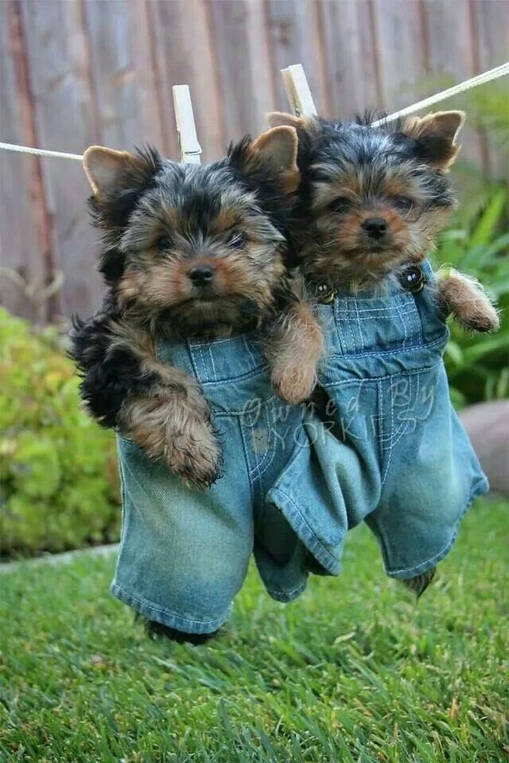 Метис вельш корги и шпица