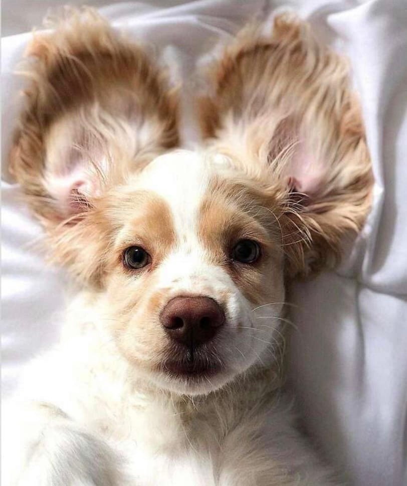 Животные Эстетика