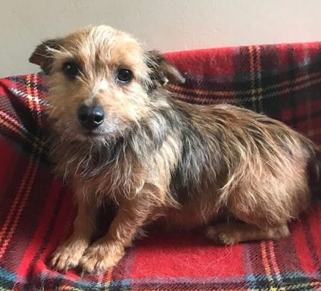 Скетч собака Йоркширский терьер