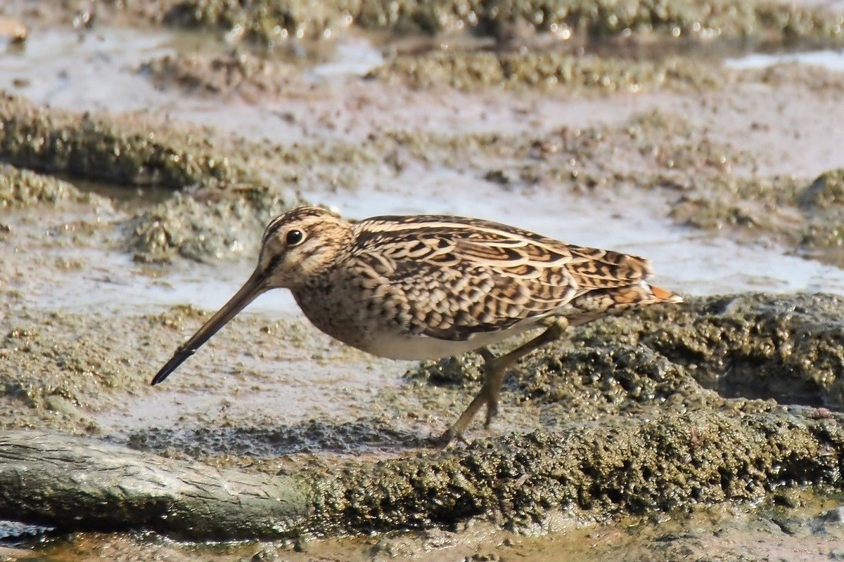 Улит Охотский рисунок