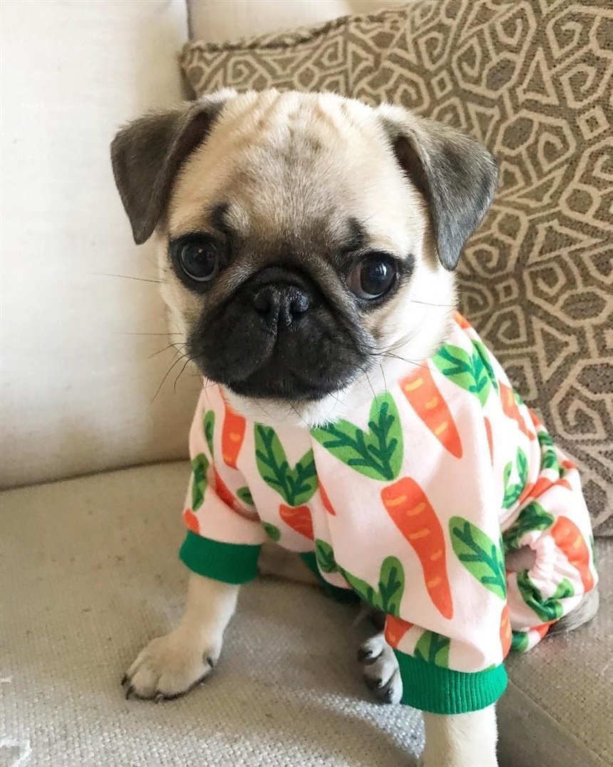 Мопс Puggy