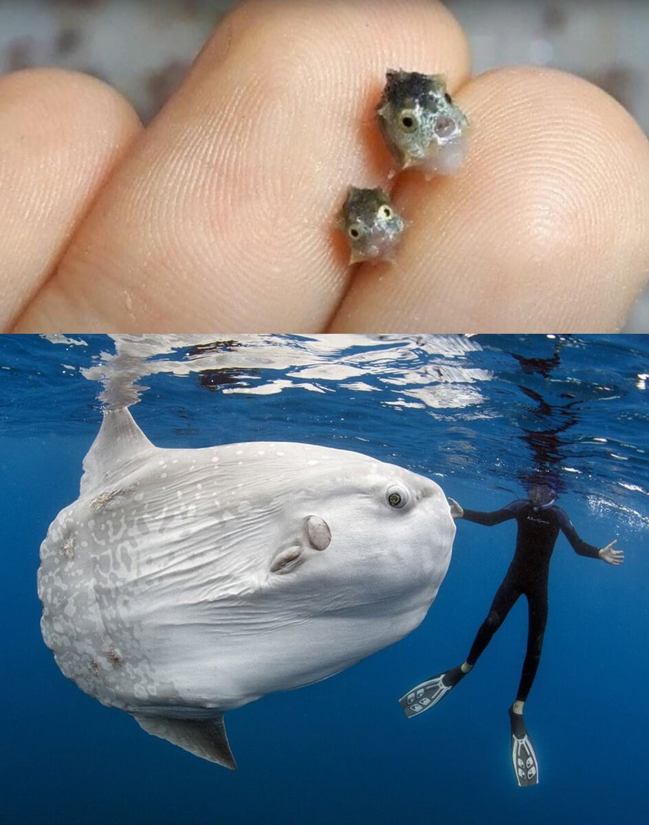 Необычные жители океана