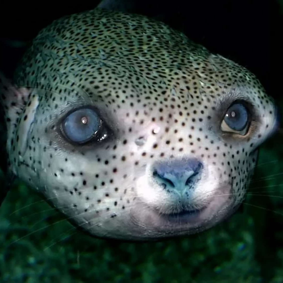 Необыкновенные существа