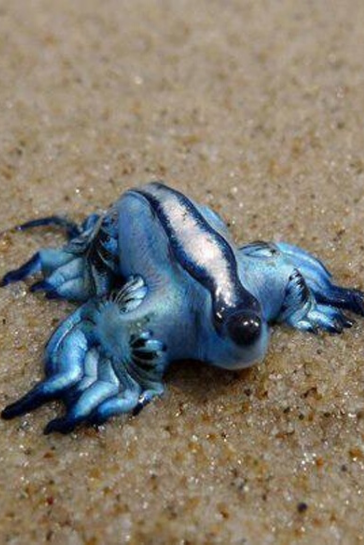 Голожаберные моллюски голубой ангел