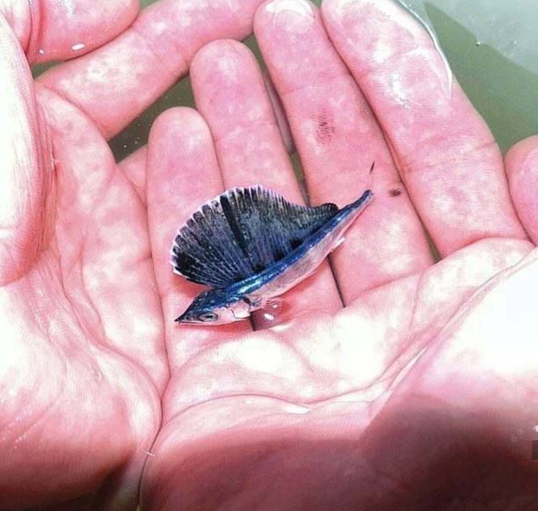 Малек голубого марлина