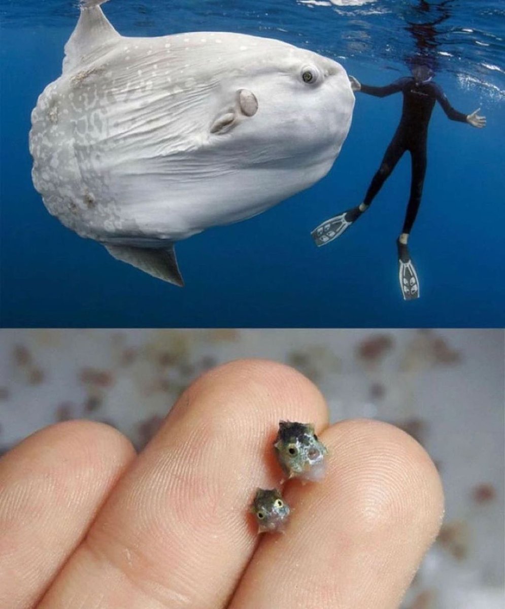 Рыба Луна мальки