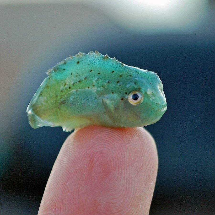 Маленькая рыбка