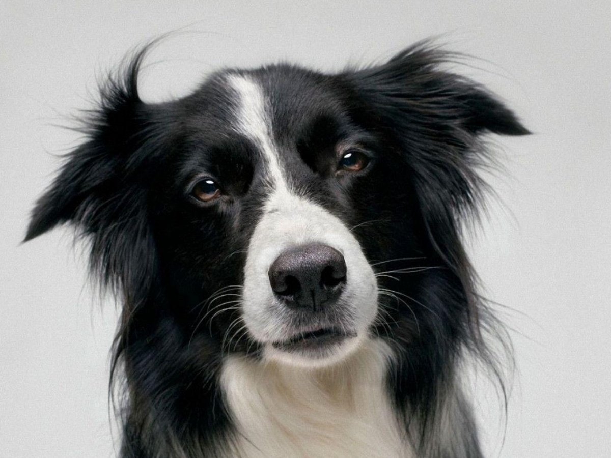 2 Бордер колли