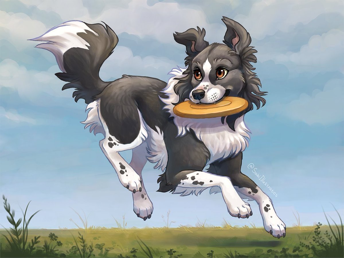 Бордер колли лиловый