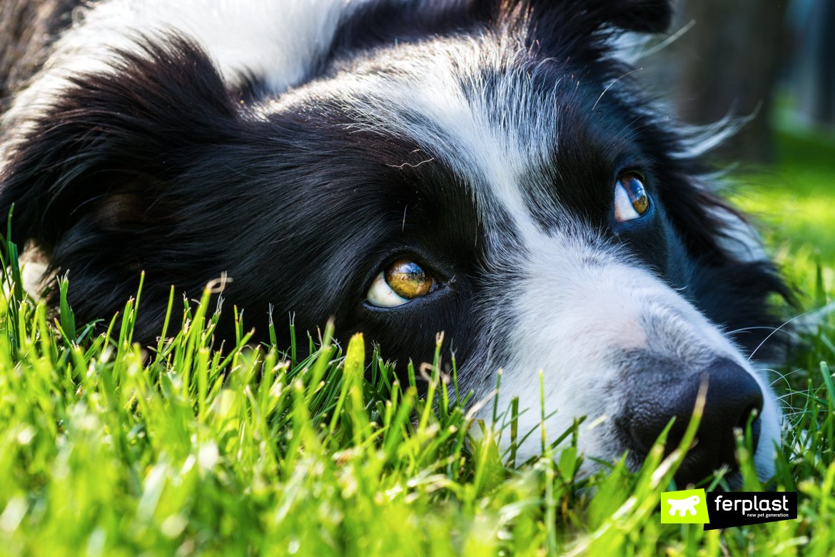 Аусси австралийская овчарка
