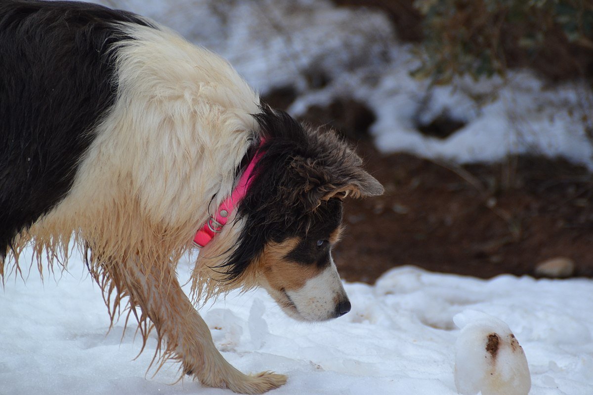 Бордер колли череп