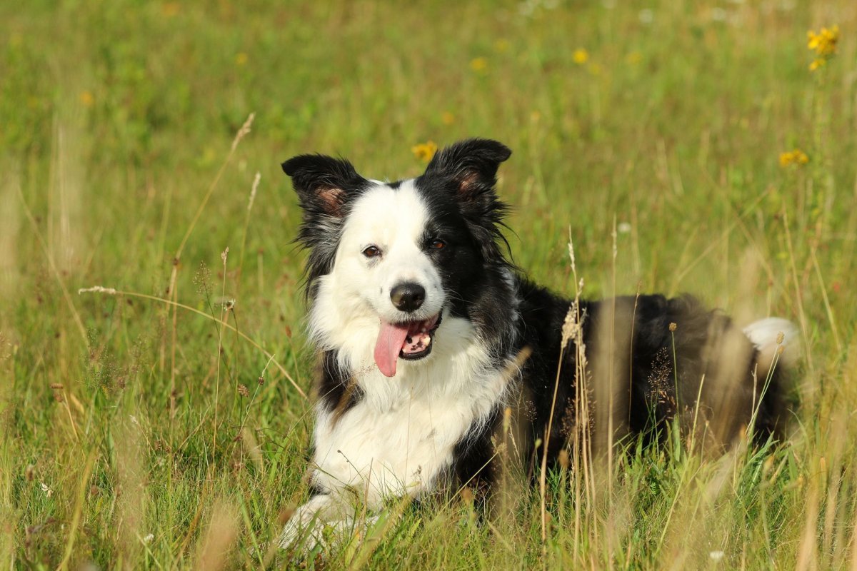 Бордер колли щенки