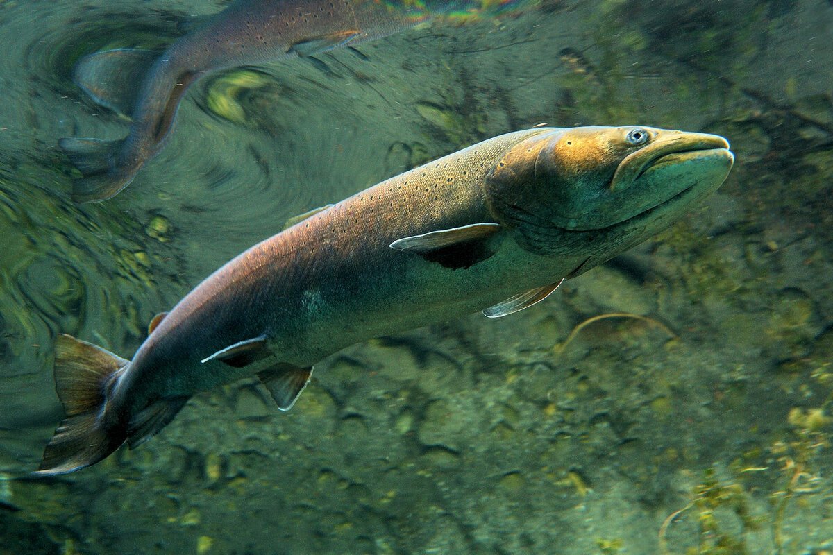 Таймень рыба