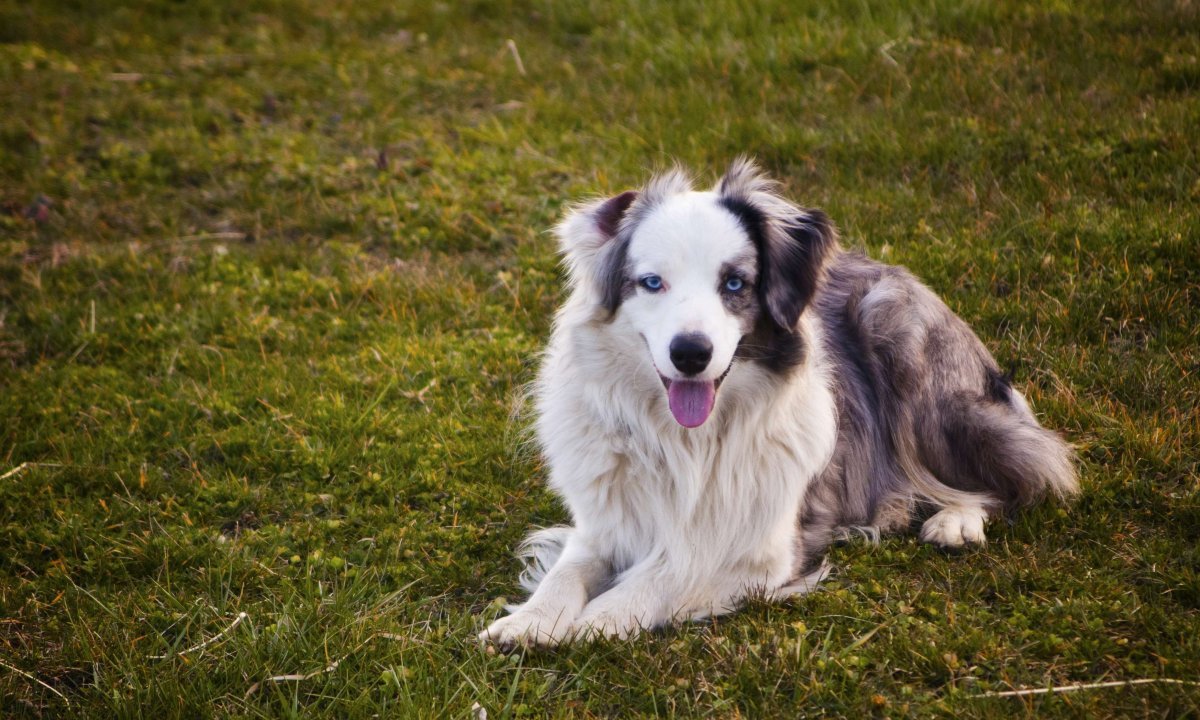Бордер-колли породы собак