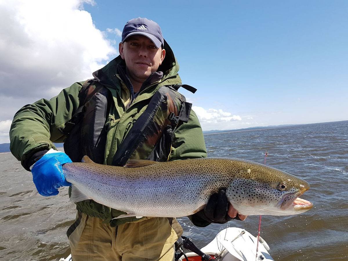 Кумжа Балтийская и лосось