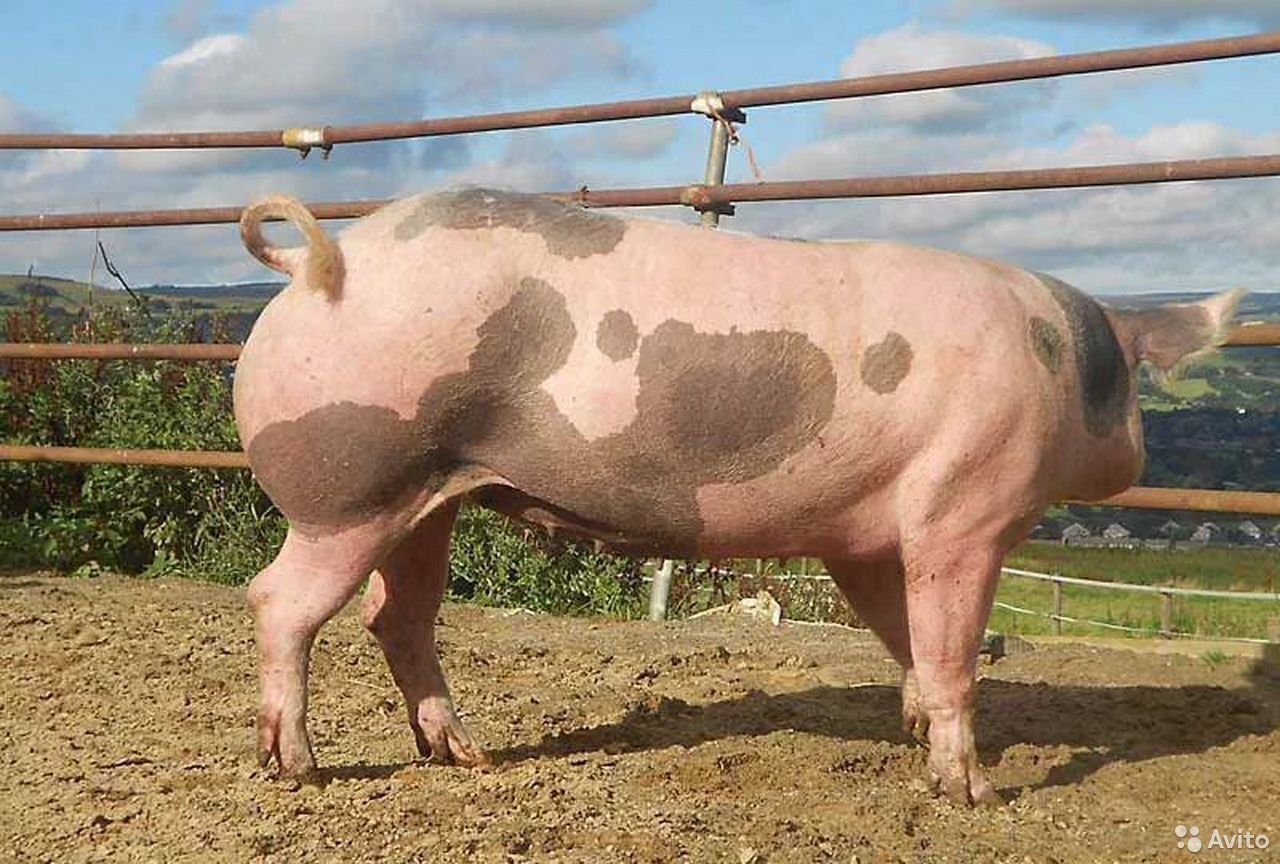 Свиньи пьетрен характеристика. Пьетрен порода поросят.