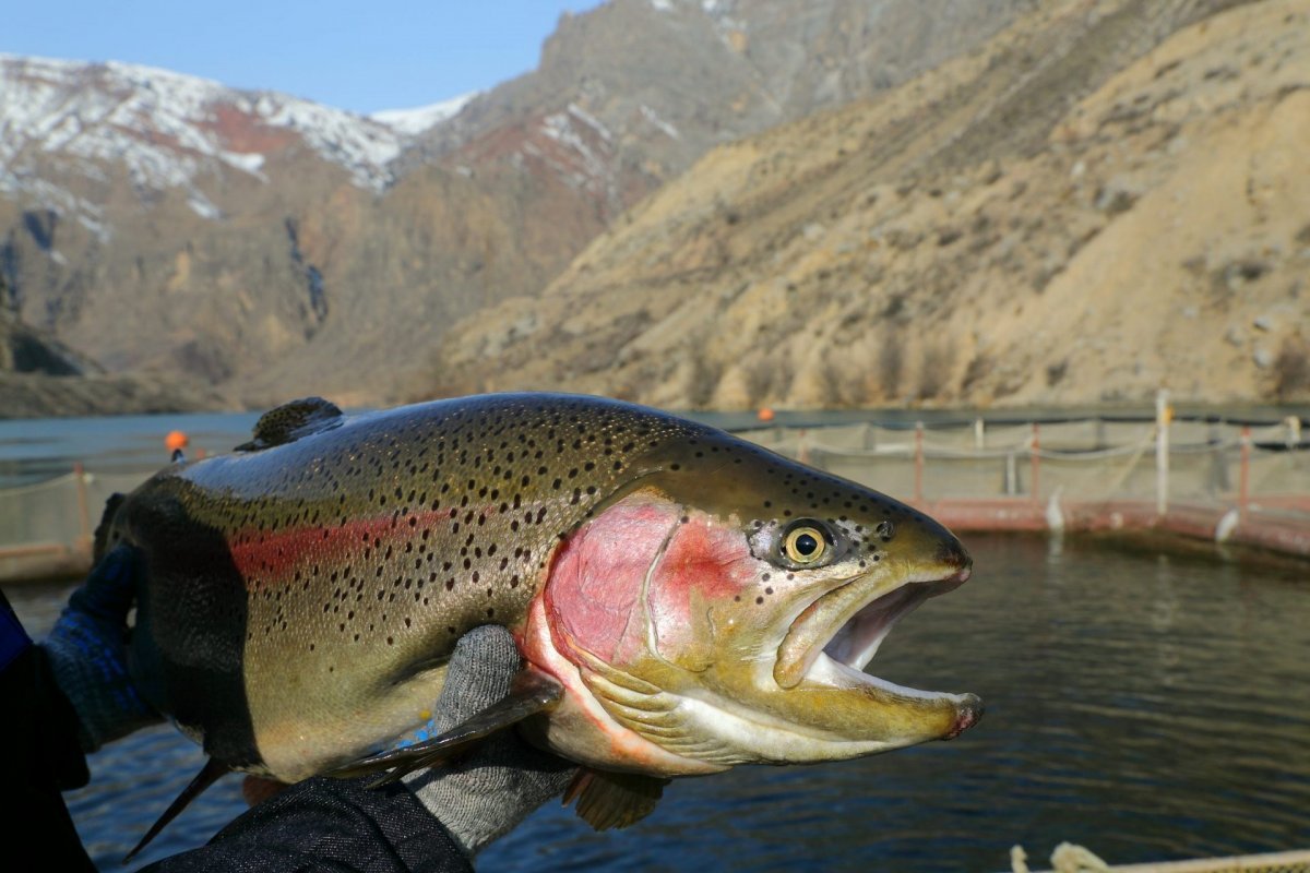 Обыкновенный Таймень