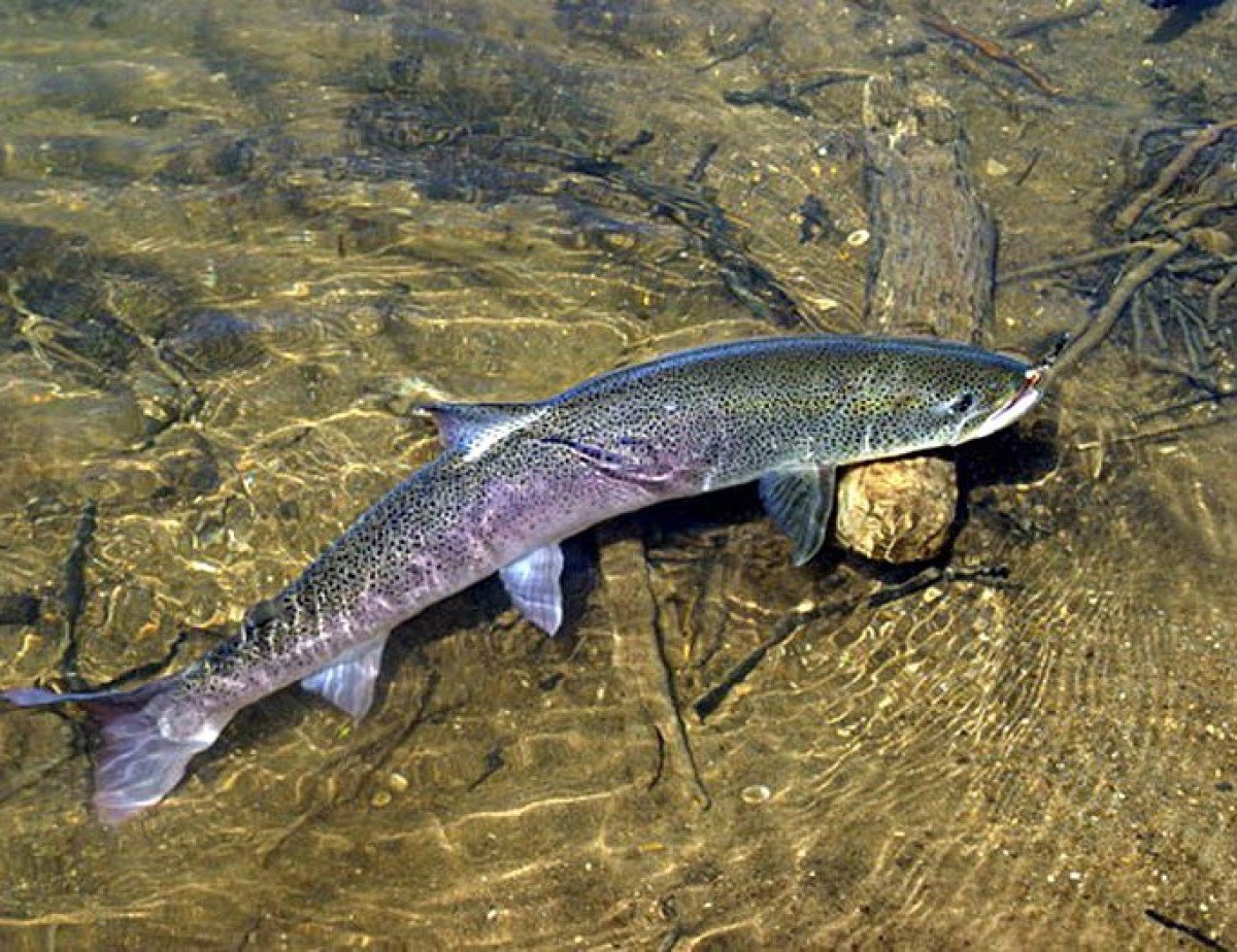 Таймень рыба блюда