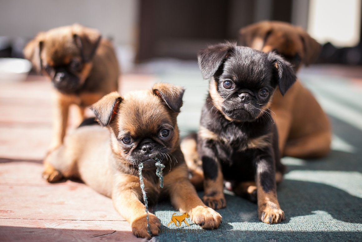 Пти брабансон собака коричневая