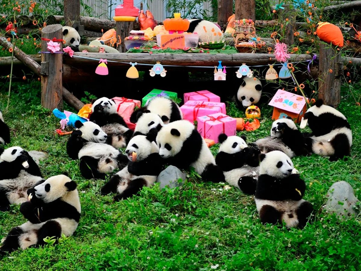 Резерваты большой панды в провинции Сычуань