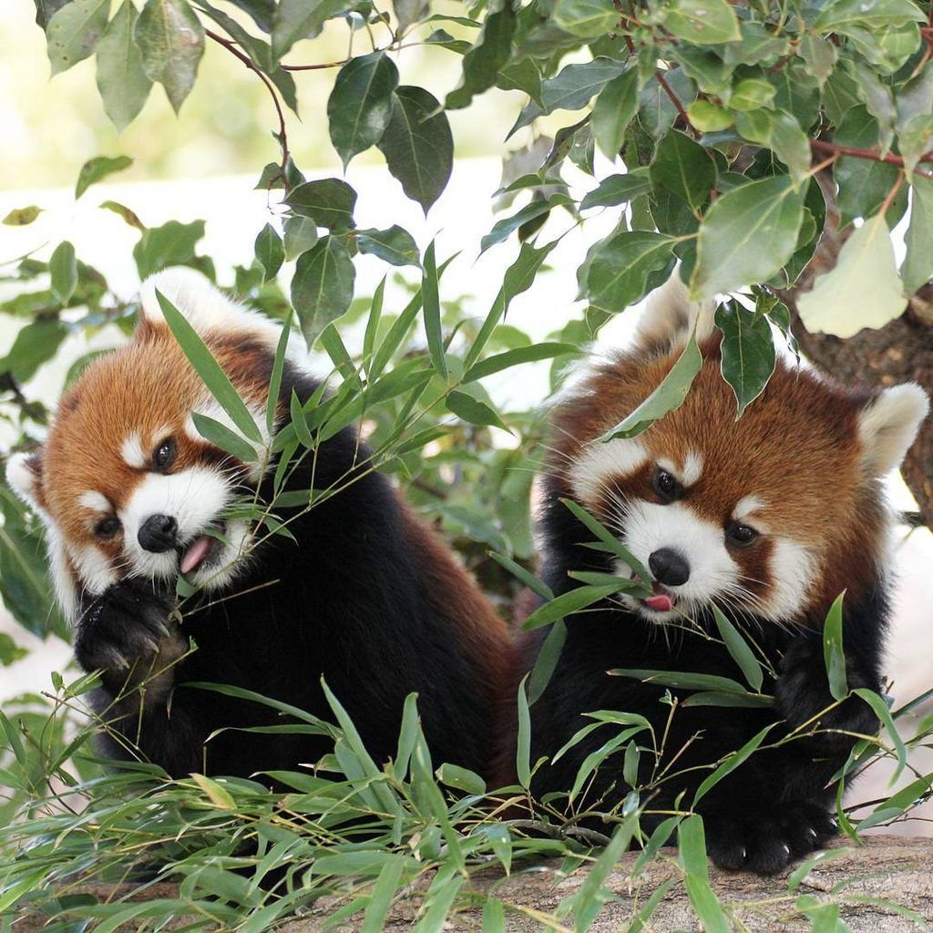 Малая красная Панда с детенышем