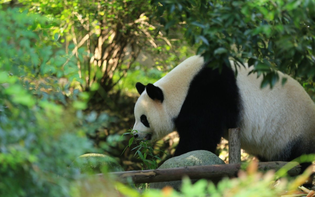 Уссурийская Панда