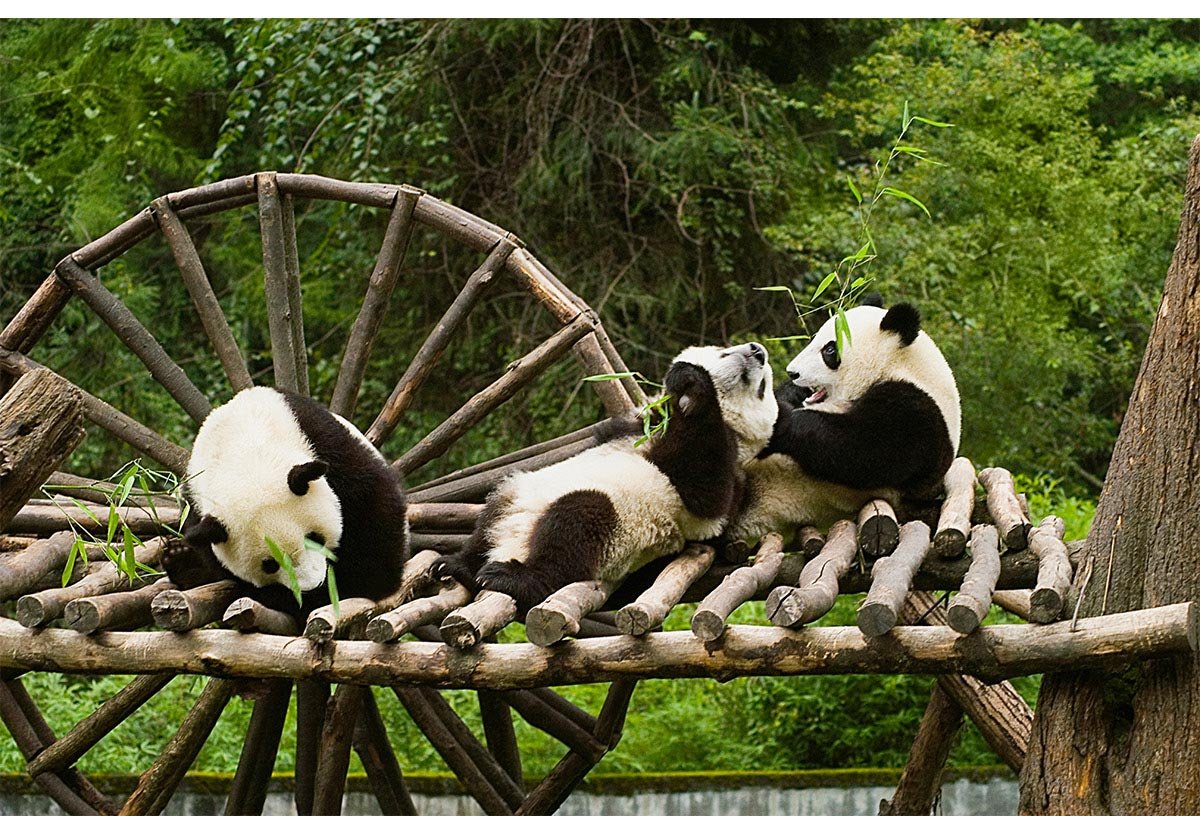 Заповедник Чэнду Китай