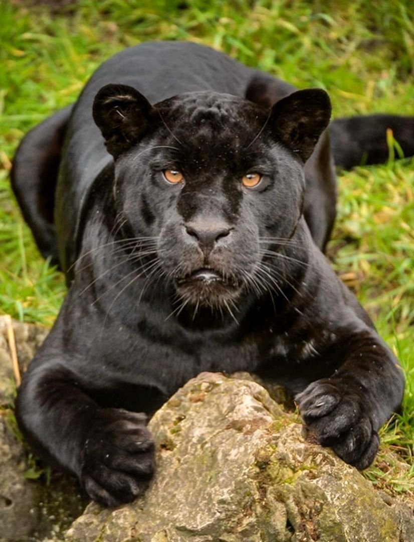 Красивые черные пантеры самый красивый