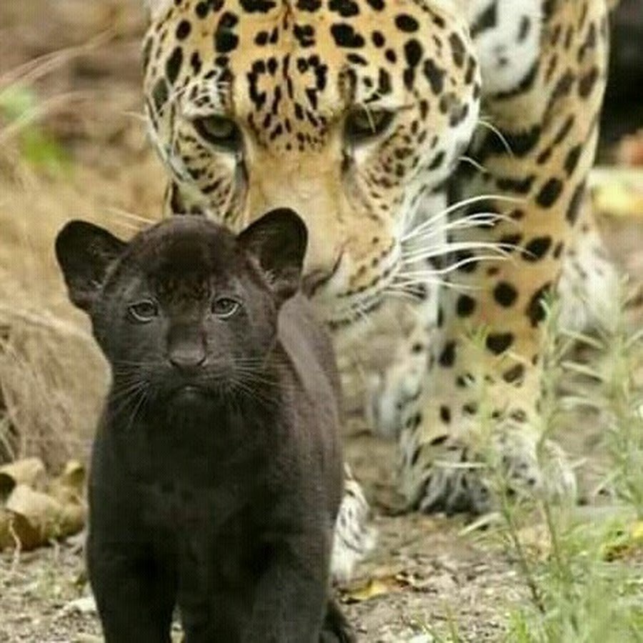 Черная пантера Грация