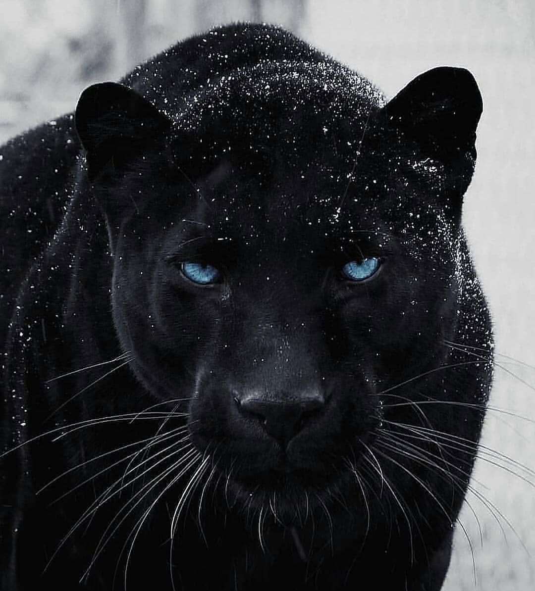 Ягуар меланист