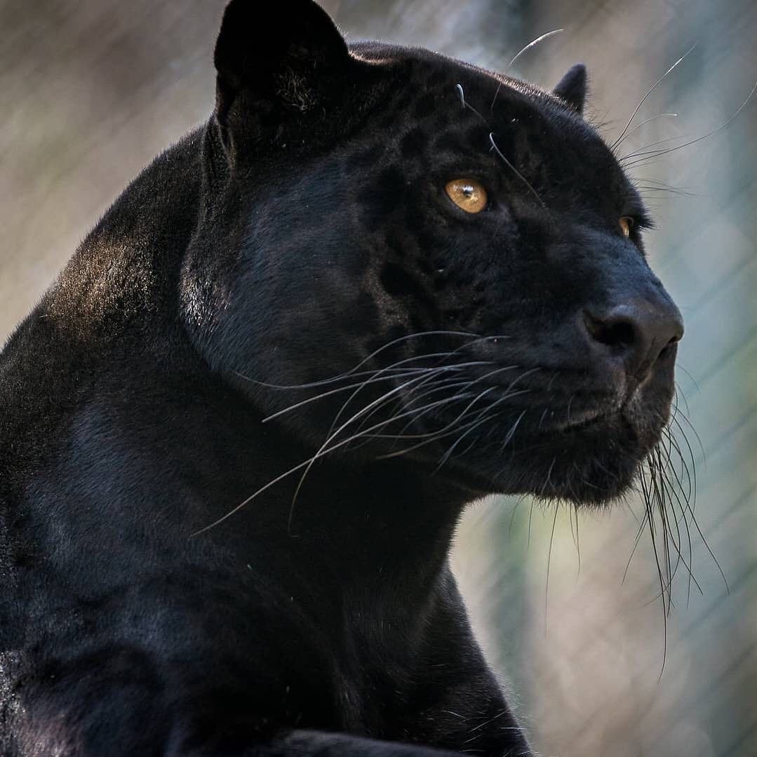 Пантера меланист