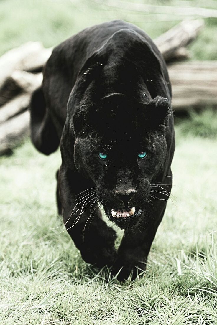 Черная Пума Багира