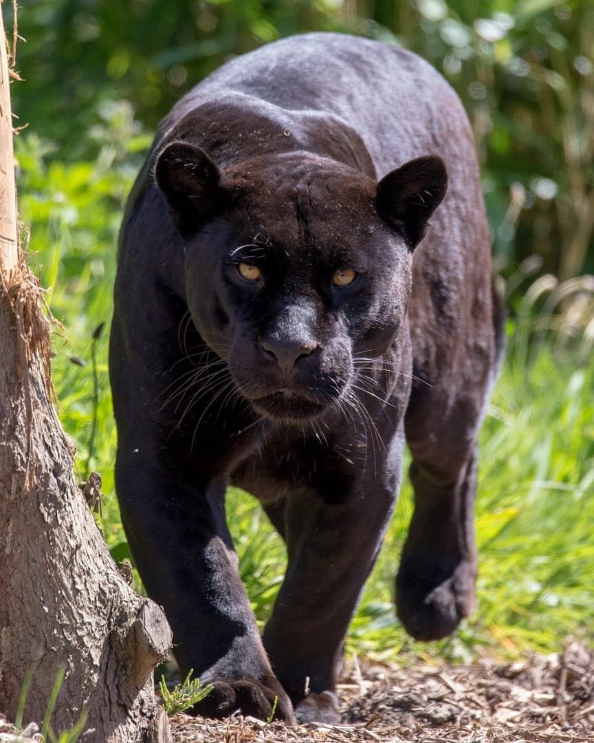 Пантера Новосибирский зоопарк