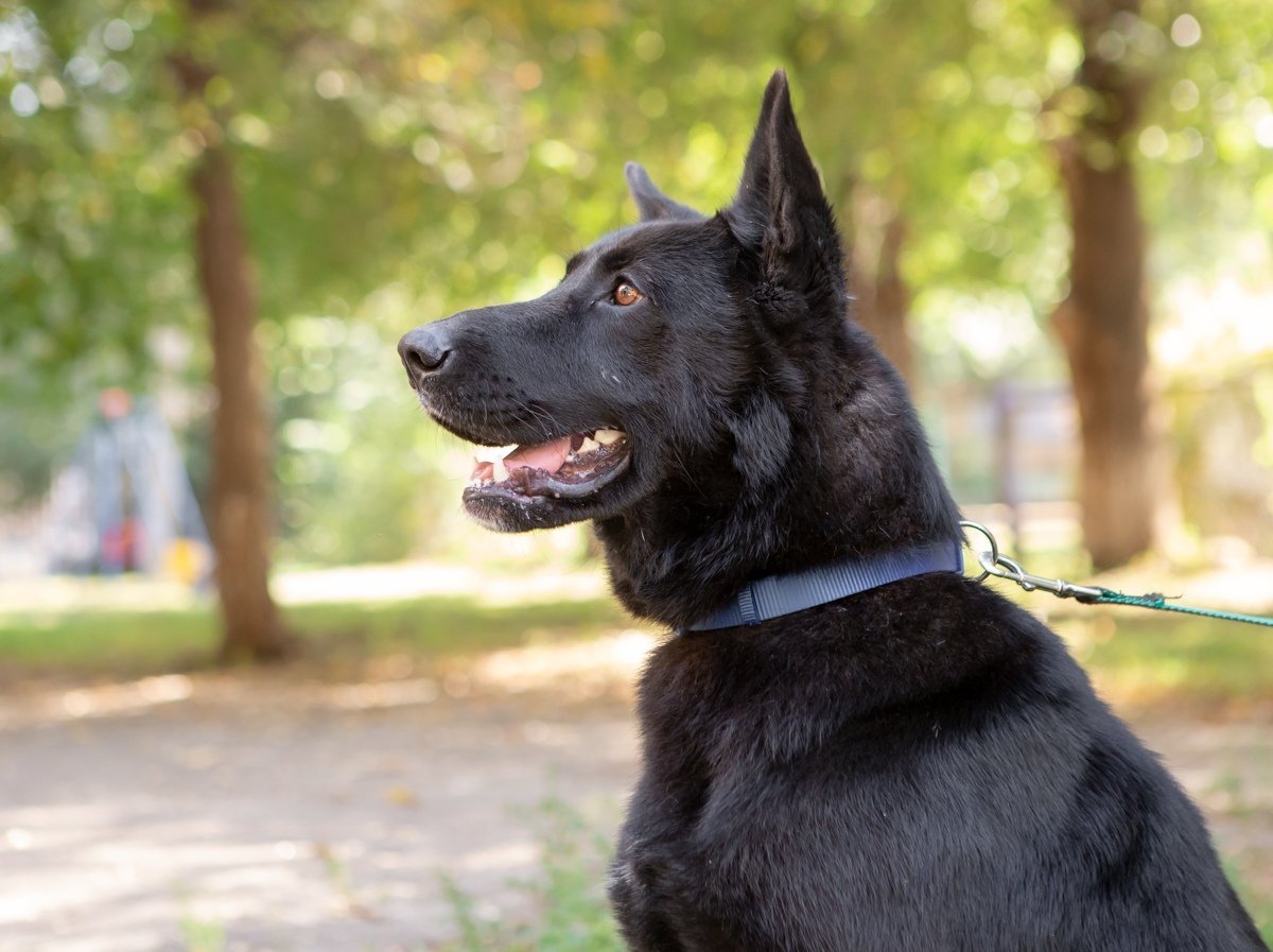 Волкодав овчарка Восточно европейская