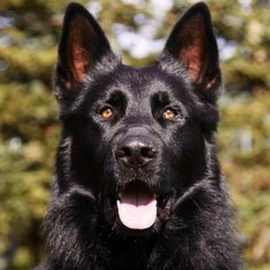 Немецкая овчарка черная короткошерстная
