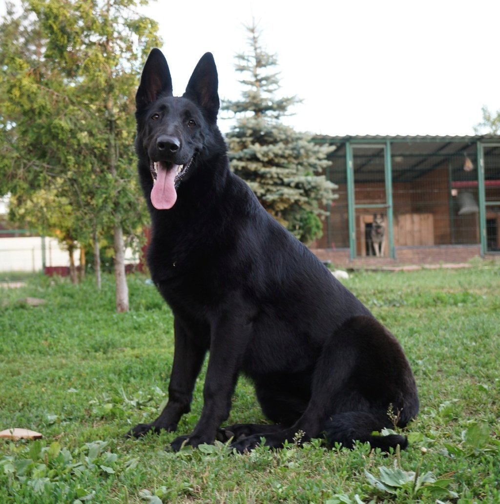 Черная немецкая овчарка анфас
