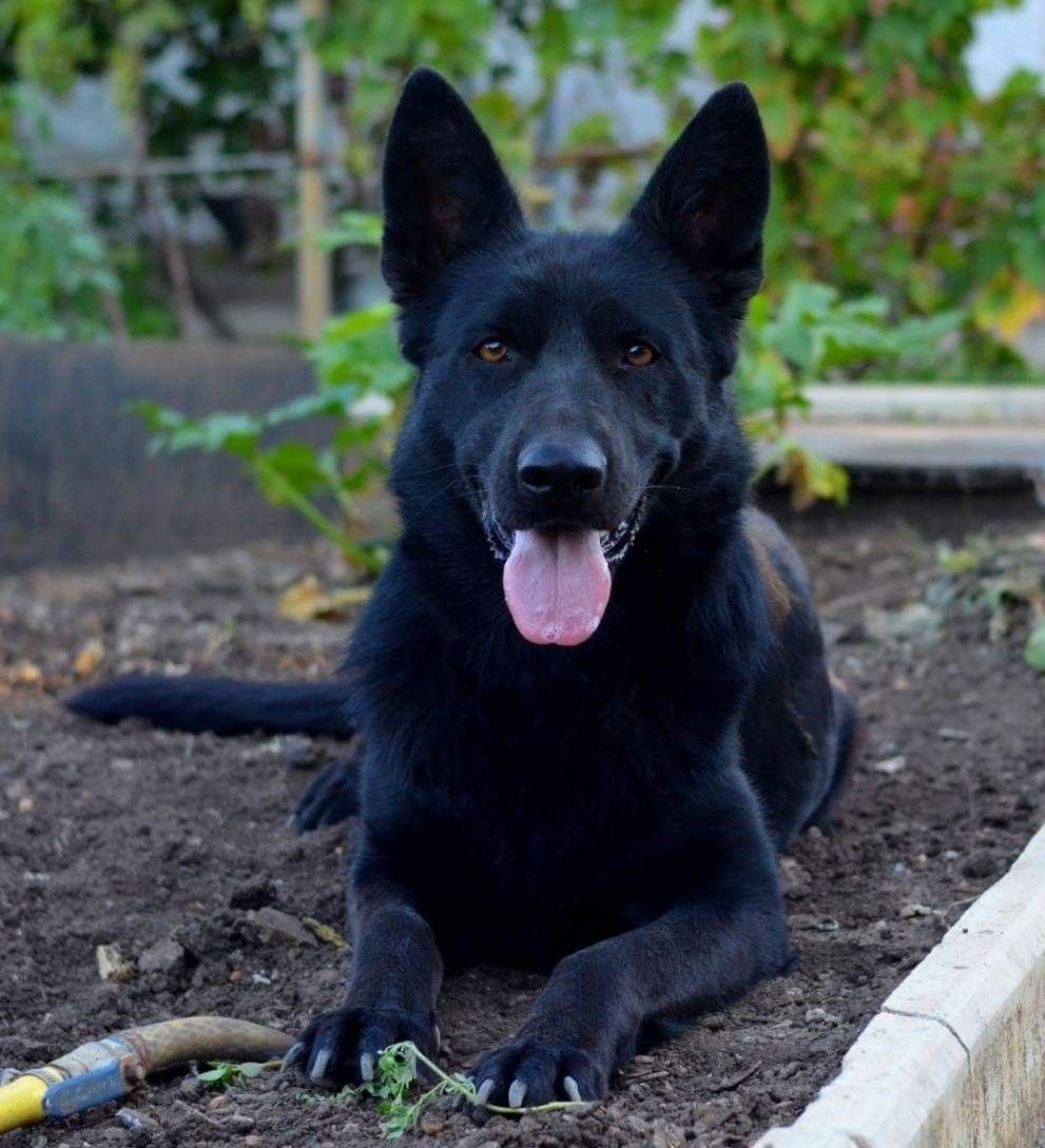 Восточно-европейская овчарка черная