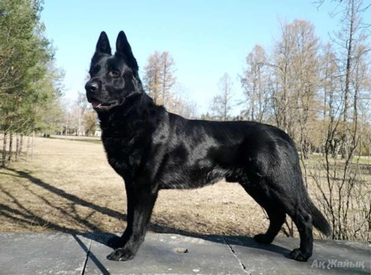 Овчарка ВЕО черная