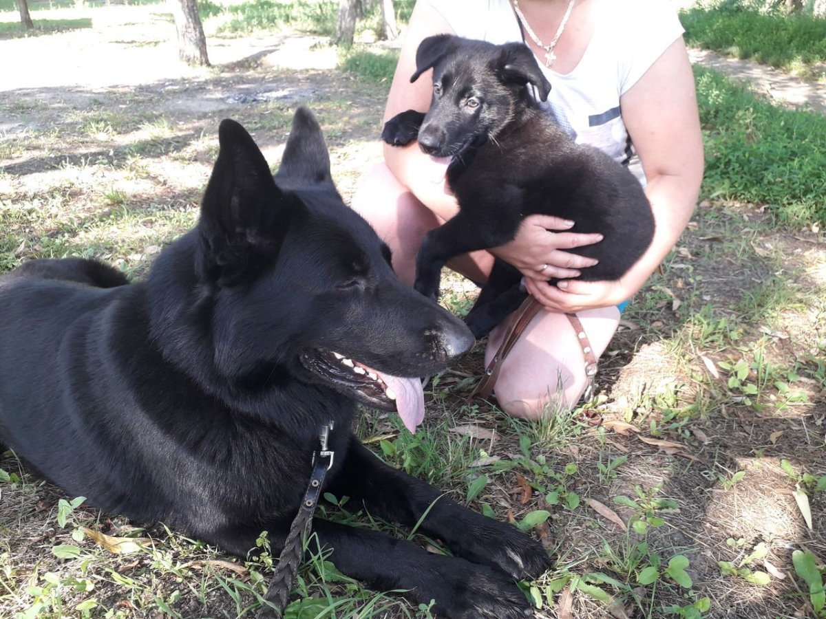 Альпийская овчарка черная