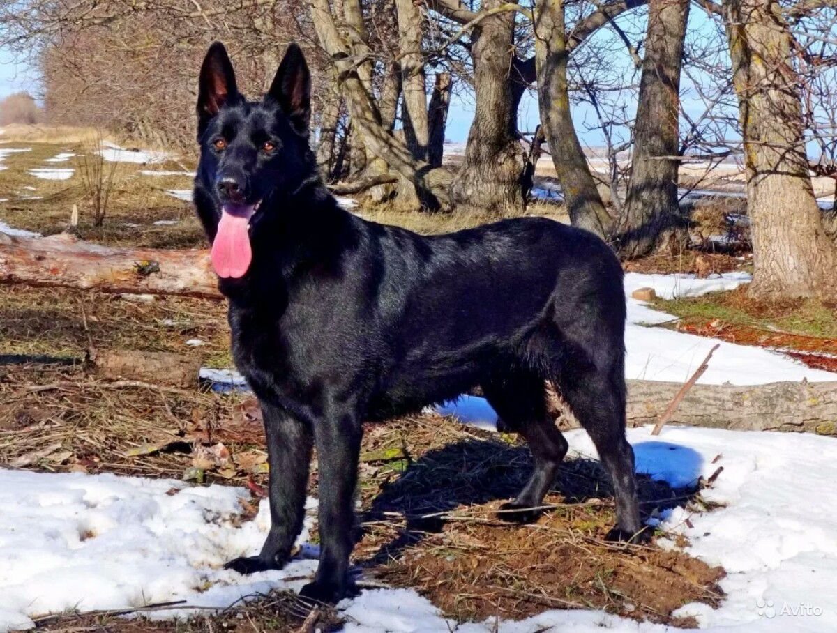 ВЕО Восточно-европейская овчарка черная