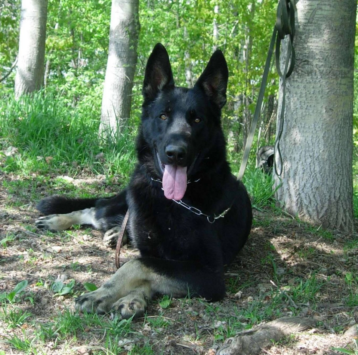 Восточноевропейская овчарка черная