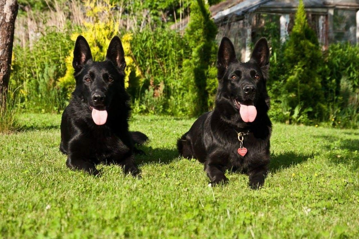 Восточно европейская овчарка серная