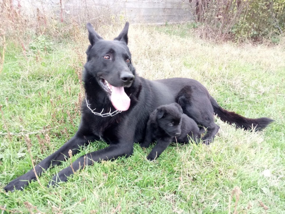 Восточно-европейская овчарка черная
