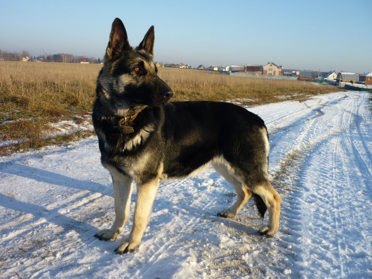 Восточно европейская овчарка чепрачная короткошерстная