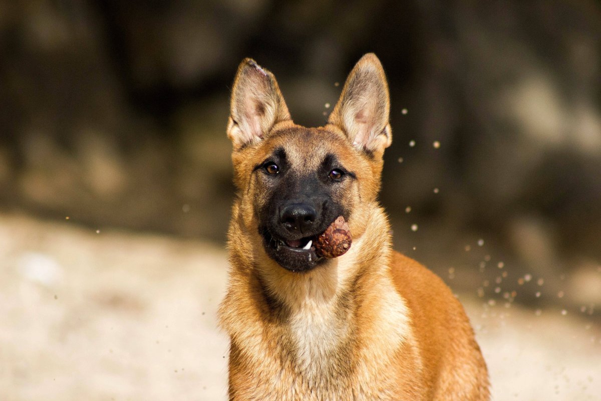 Мини малинуа