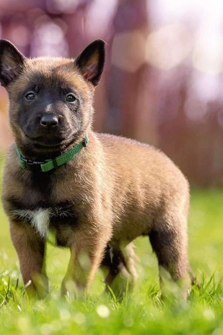 Овчарка карликовая европейская