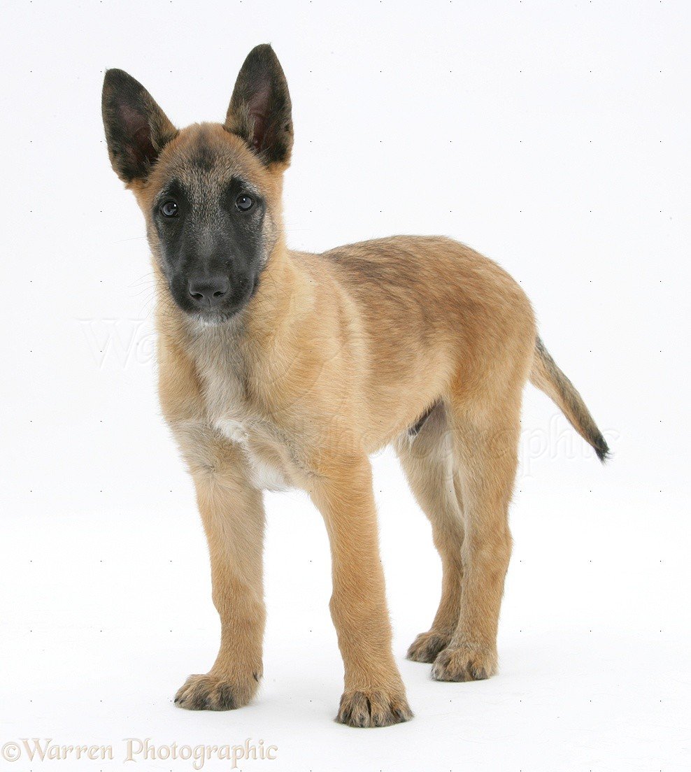 Бельгийская овчарка малинуа служебная