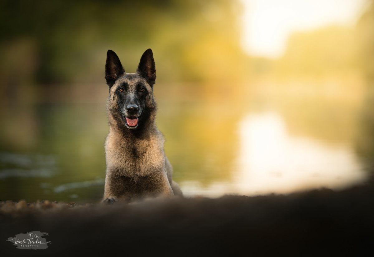 Малинуа Эстетика